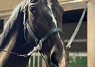 Thoroughbred - Horse for Sale in Rochester, NY 14606 Thoroughbred - Horse for Sale in Rochester, NY 14606