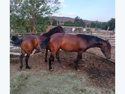 (2) 2 Year old Females