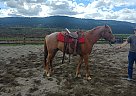 Arabian - Horse for Sale in Princeton, BC V0X1W0