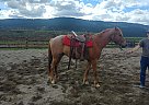 Arabian - Horse for Sale in Princeton, BC V0X1W0 Arabian - Horse for Sale in Princeton, BC V0X1W0