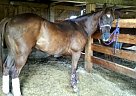 Hank Paint Gelding