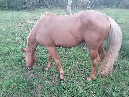 AQHA Stallion IM Marking Smart
