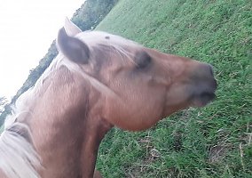Quarter Horse (Quarter Horse, Stallion) in Granby, MO