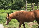 MSU Sheer Magic - Mare in Haslett, MI MSU Sheer Magic - Mare in Haslett, MI