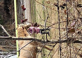 Quarter Horse (Quarter Horse, Gelding) in Corydon, IN