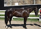 RYLIE - Gelding in EdenValley, ON RYLIE - Gelding in EdenValley, ON