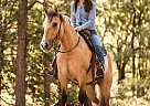 Gypsy Vanner - Horse for Sale in Ward, SC 65708 Gypsy Vanner - Horse for Sale in Ward, SC 65708