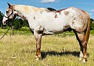 Quarter Horse - Horse for Sale in Athens, TX 65751 Quarter Horse - Horse for Sale in Athens, TX 65751