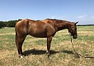 Quarter Horse - Horse for Sale in Athens, TX 65751 Quarter Horse - Horse for Sale in Athens, TX 65751
