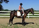 Prinz - Gelding in EdenValley, ON Prinz - Gelding in EdenValley, ON