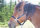 Morgan - Horse for Sale in Holden, AB T0B 2C