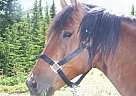 Morgan - Horse for Sale in Holden, AB T0B 2C Morgan - Horse for Sale in Holden, AB T0B 2C