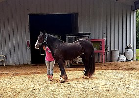 Gypsy Vanner (Gypsy Vanner, Mare) in Huntsville, TX