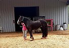 Gypsy Vanner - Horse for Sale in Huntsville, TX 77340