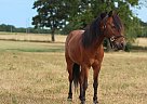 Miniature - Horse for Sale in Monett, MO 65708 Miniature - Horse for Sale in Monett, MO 65708