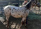 Lakota - Stallion in Elbert, CO Lakota - Stallion in Elbert, CO