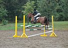 One Of A Kind Large Pony! Pony Gelding