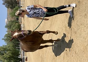 Quarter Horse (Quarter Horse, Gelding) in Perris, CA