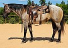 Quarter Horse - Horse for Sale in Athens, TX 65751 Quarter Horse - Horse for Sale in Athens, TX 65751