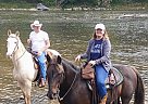 Rocky Mountain - Horse for Sale in Hesperia, MI 49421