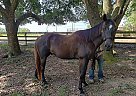 Dark Bay QH Pacino