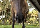 Quarter Horse - Horse for Sale in North Port, FL 34291 Quarter Horse - Horse for Sale in North Port, FL 34291