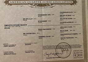 Quarter Horse (Quarter Horse, Gelding) in North Port, FL