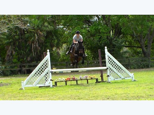 2007 16.3h Jumper For Sale