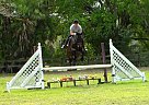 Thoroughbred - Horse for Sale in Keystone, FL 33556