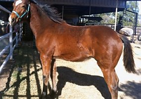Quarter Horse (Quarter Horse, Stallion) in Jacksonville, FL