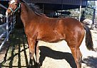 Quarter Horse - Horse for Sale in Jacksonville, FL 32210