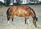 Paint - Horse for Sale in Hearld, CA 95215