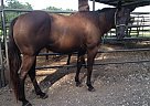 Ebbonita Quarter Horse Mare