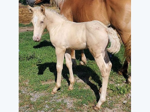 American Creamdraftx Colt & Mom