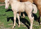 American Cream - Horse for Sale in Hillsdale, MI 49242