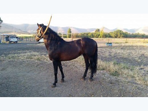 Andalusian Horse