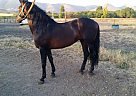 Andalusian - Horse for Sale in Nipomo, CA 93444