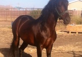 Andalusian / PRE (Andalusian / PRE, Stallion) in Nipomo, CA
