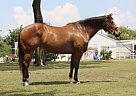 Quarter Horse - Horse for Sale in Little ElmAubrey, TX 76227