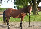 AQHA Gelding for Sale Marty