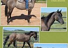 Athletic, Little Steel Dust Bred... Quarter Horse Mare