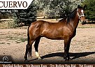 Mustang - Horse for Sale in Fort Collins, CO 80524