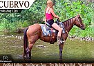 Mustang - Horse for Sale in Fort Collins, CO 80524