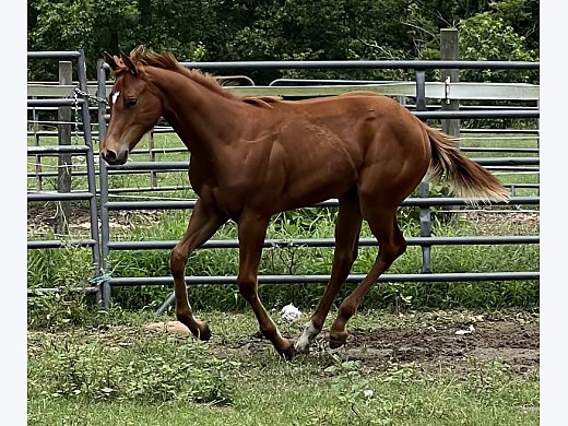 Beautiful APHA Filly