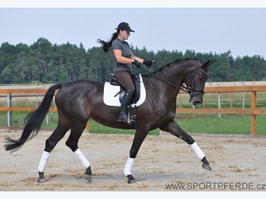 Beautiful Mare Janne for Dressage