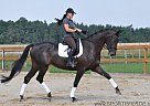 Warmblood - Horse for Sale in Ceske Budejovice, 370 01 Warmblood - Horse for Sale in Ceske Budejovice, 370 01