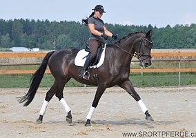 Warmblood (Warmblood, Mare)