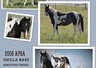 Big, Beautiful, Halter Type Doub... Paint Mare