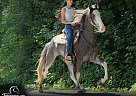 Tennessee Walking - Horse for Sale in Olive Hill, KY 40371
