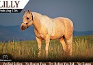 Quarter Horse - Horse for Sale in , CO 81626